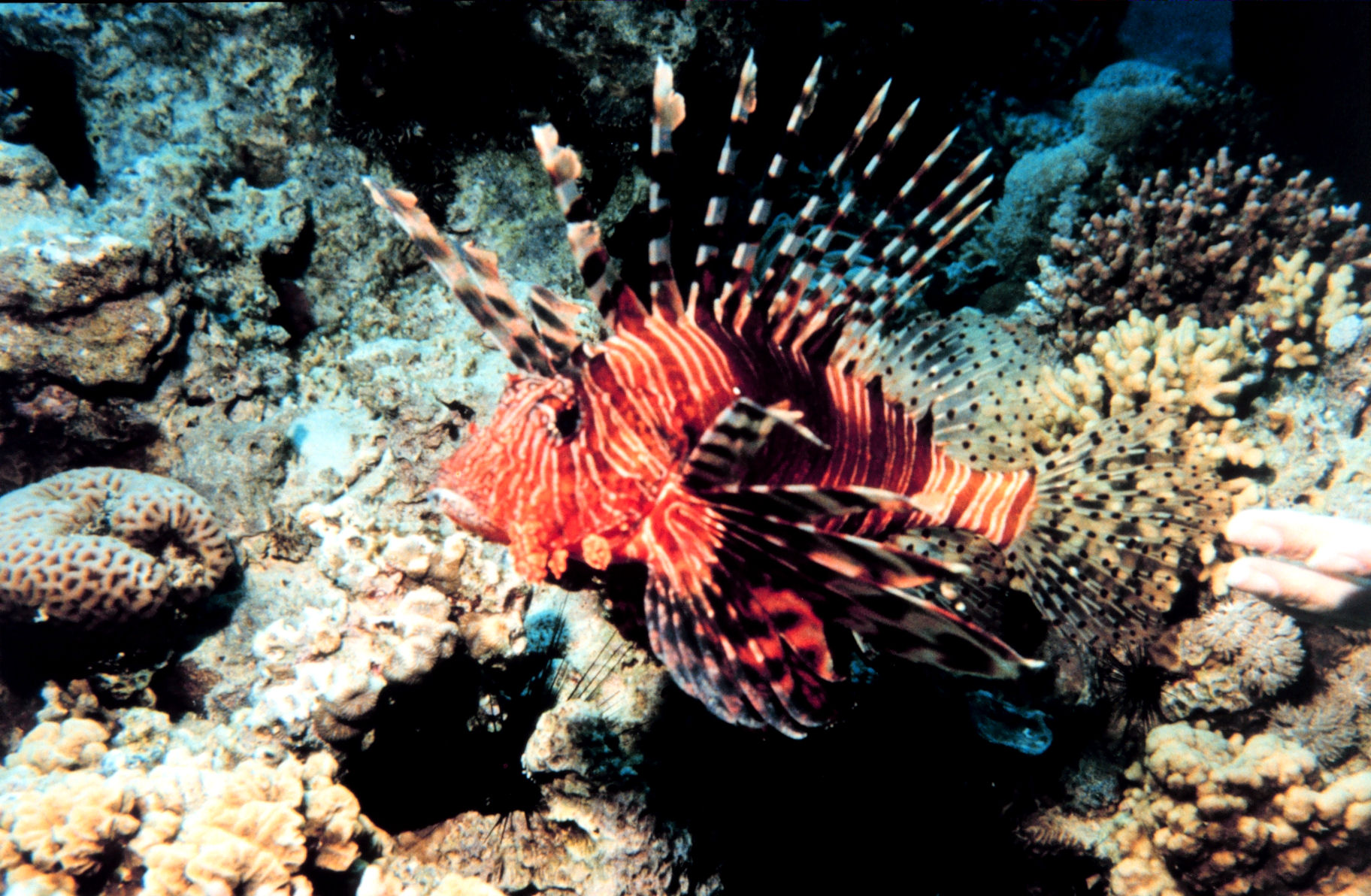 Scuba Diving in Dubai: A Local Guide to Diving off Palm Jumeirah and the UAE Coast