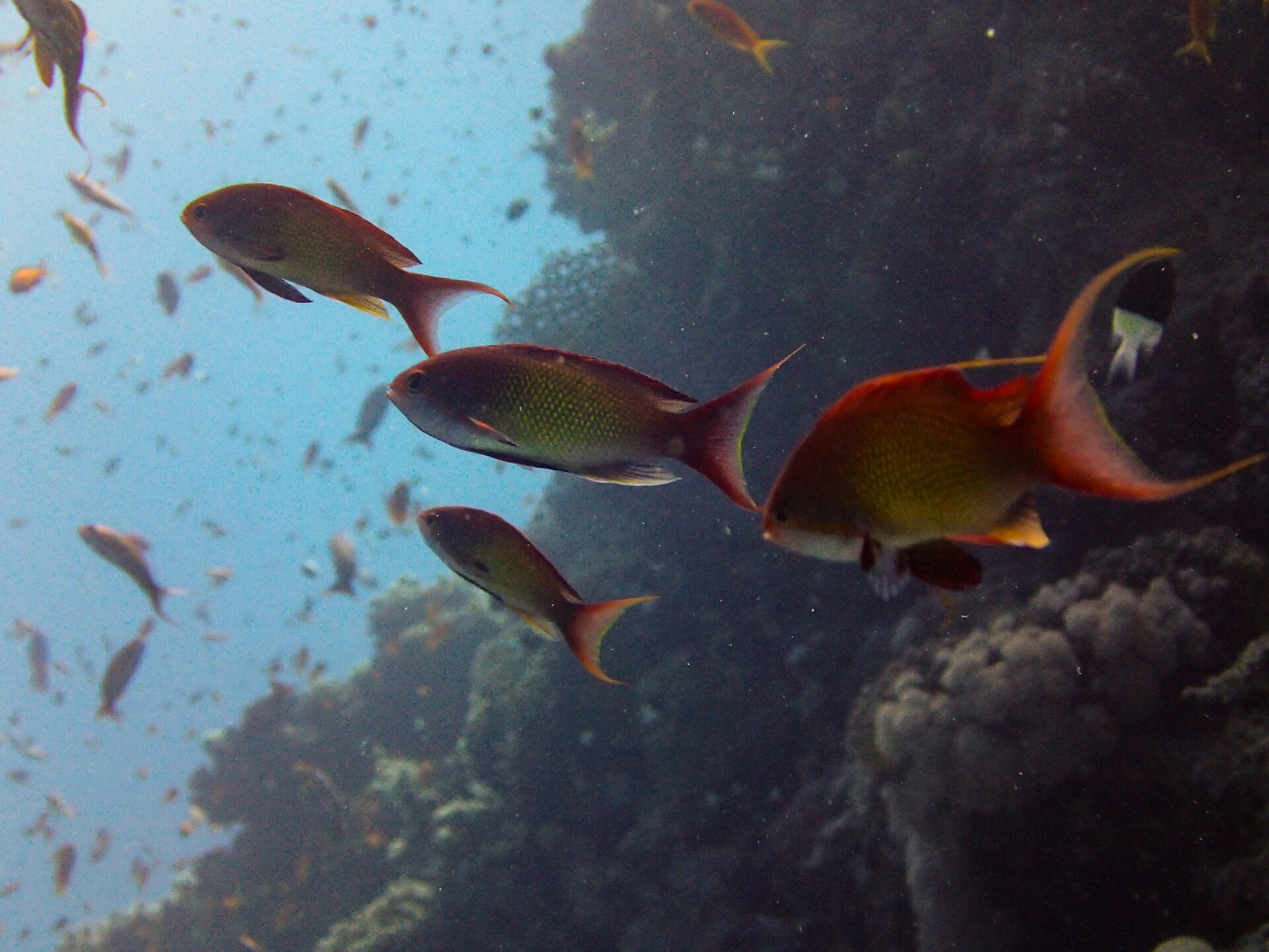Close-up of a coral reef in the Arabian Gulf