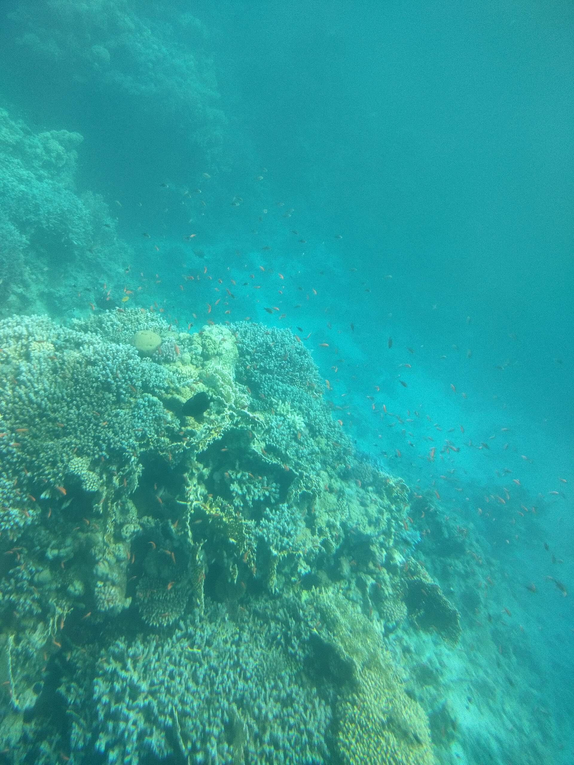 A Mermaid Diving Center instructor guiding a diver in the Arabian Gulf