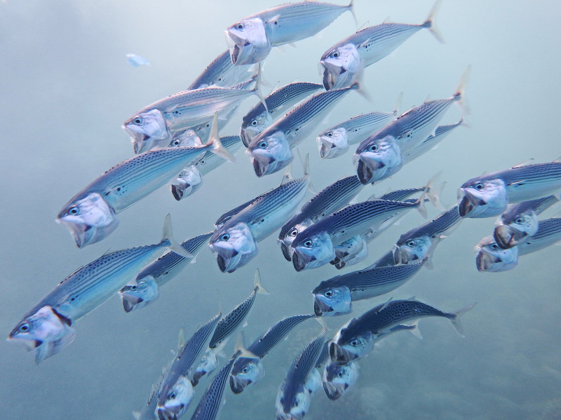 Diving in Lusail and Qatar: What to Expect Beneath the Gulf near Doha